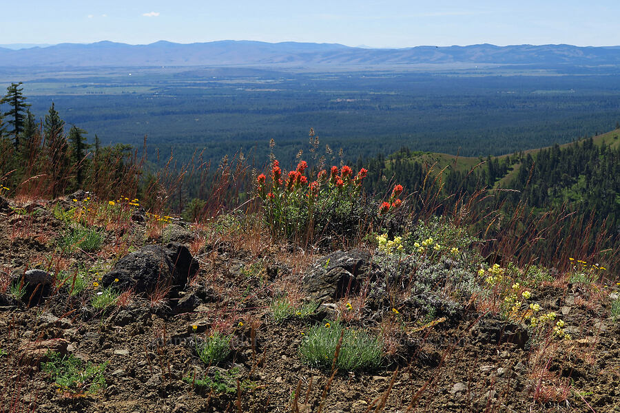 wildflowers [Hootnanny Point, Mt. Hood National Forest, Wasco County, Oregon]