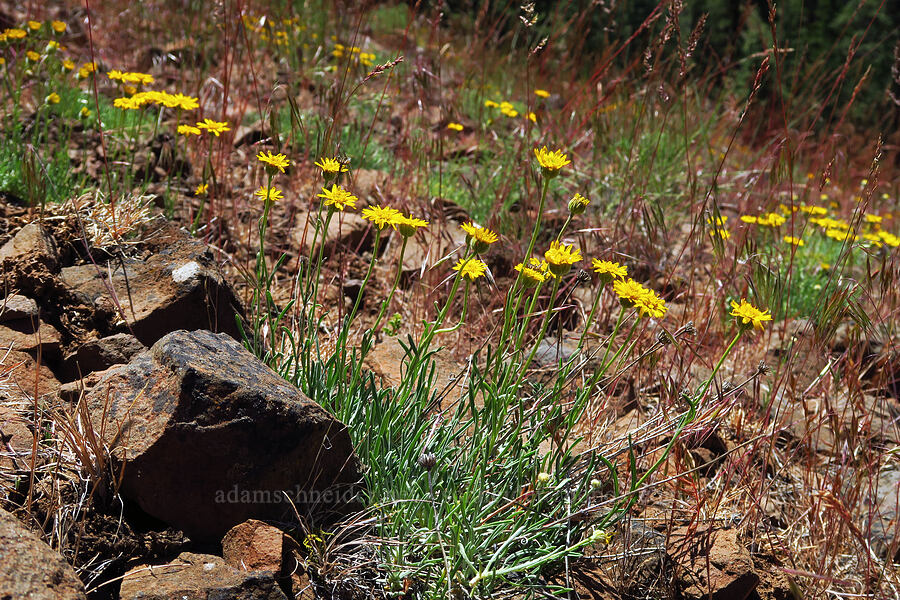 desert yellow daisies/fleabane (Erigeron linearis) [Hootnanny Point, Mt. Hood National Forest, Wasco County, Oregon]