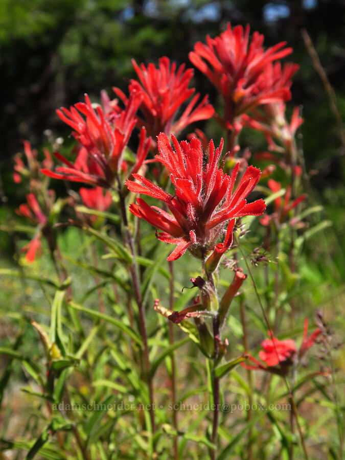 scarlet paintbrush (Castilleja miniata) [Hootnanny Point, Mt. Hood National Forest, Wasco County, Oregon]