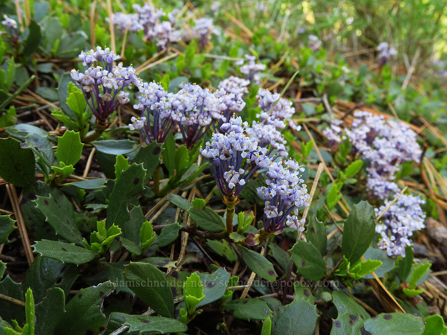 mahala mat (Ceanothus prostratus) [Hootnanny Point, Mt. Hood National Forest, Wasco County, Oregon]