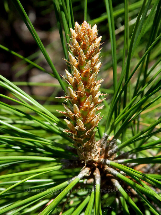 ponderosa pine flowers (Pinus ponderosa) [Hootnanny Point, Mt. Hood National Forest, Wasco County, Oregon]