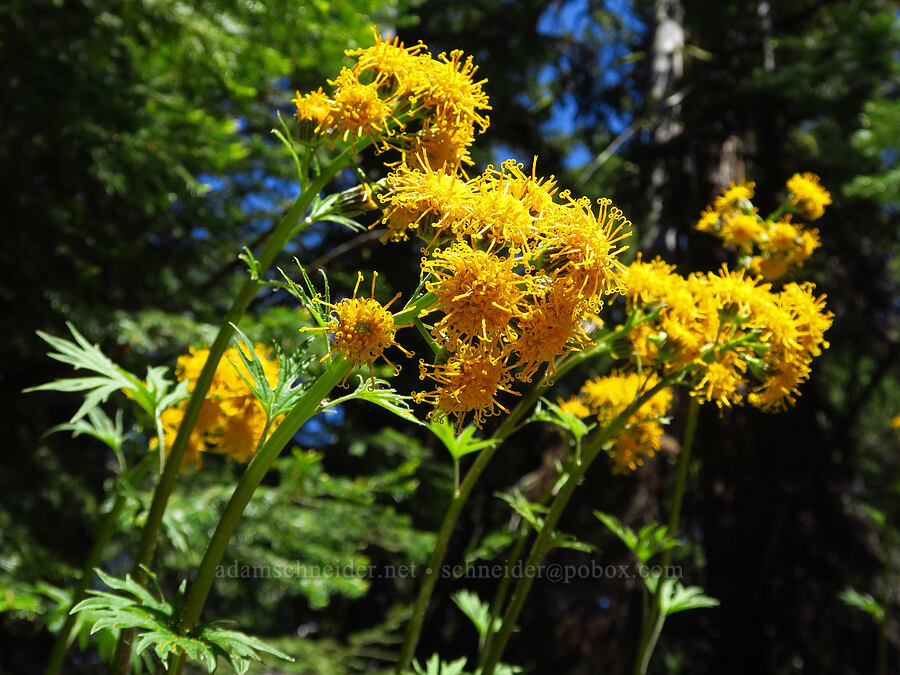 silver-crown luina (Cacaliopsis nardosmia (Cacalia nardosmia)) [Hootnanny Point, Mt. Hood National Forest, Wasco County, Oregon]