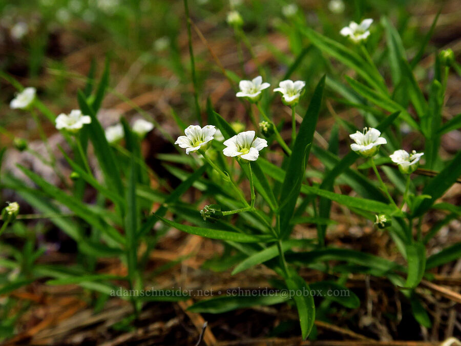 big-leaf sandwort (Moehringia macrophylla (Arenaria macrophylla)) [Hootnanny Point, Mt. Hood National Forest, Wasco County, Oregon]