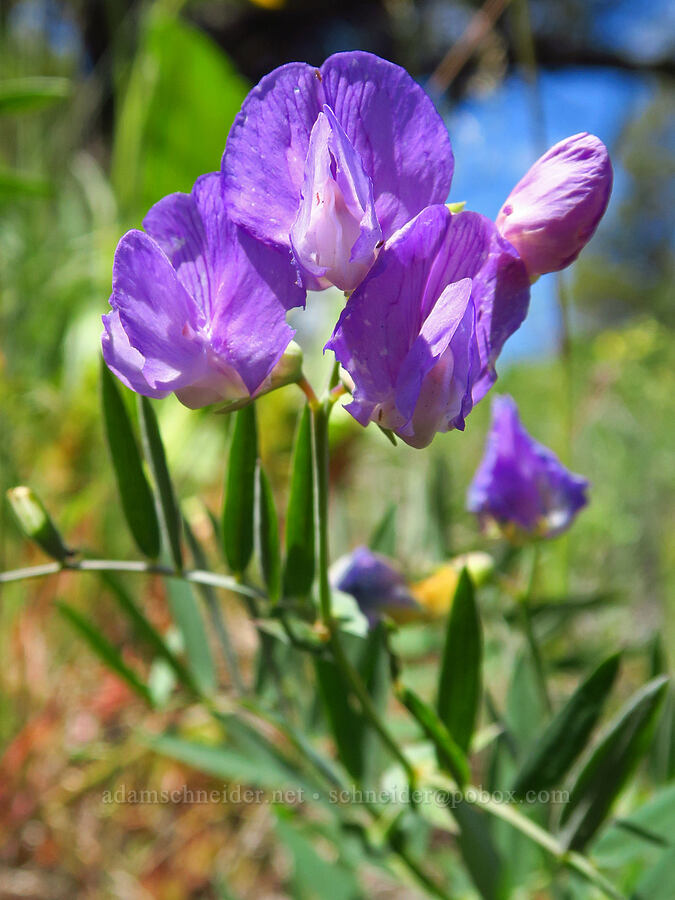 few-flowered pea-vine (Lathyrus pauciflorus) [Hootnanny Point, Mt. Hood National Forest, Wasco County, Oregon]