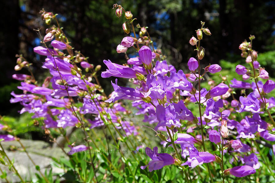 shrubby penstemon (Penstemon fruticosus) [Pen Point, Mt. Hood National Forest, Wasco County, Oregon]