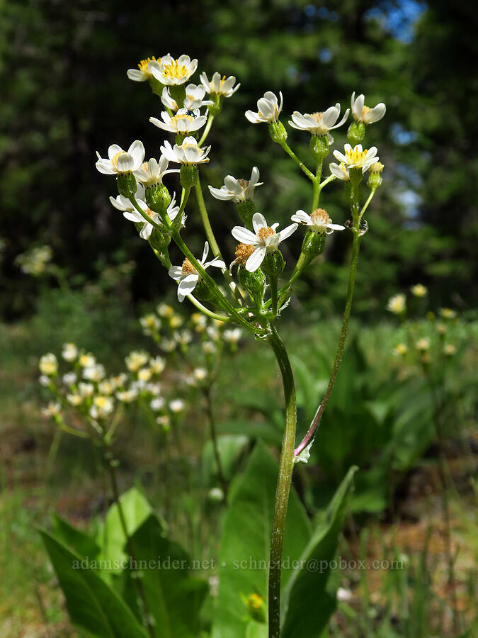 white western groundsel (Senecio integerrimus var. ochroleucus) [Tygh Creek Trail, Mt. Hood National Forest, Wasco County, Oregon]