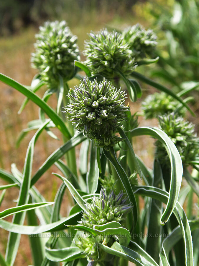 white-stem frasera, budding (Frasera albicaulis var. columbiana (Swertia columbiana)) [Tygh Creek Trail, Mt. Hood National Forest, Wasco County, Oregon]