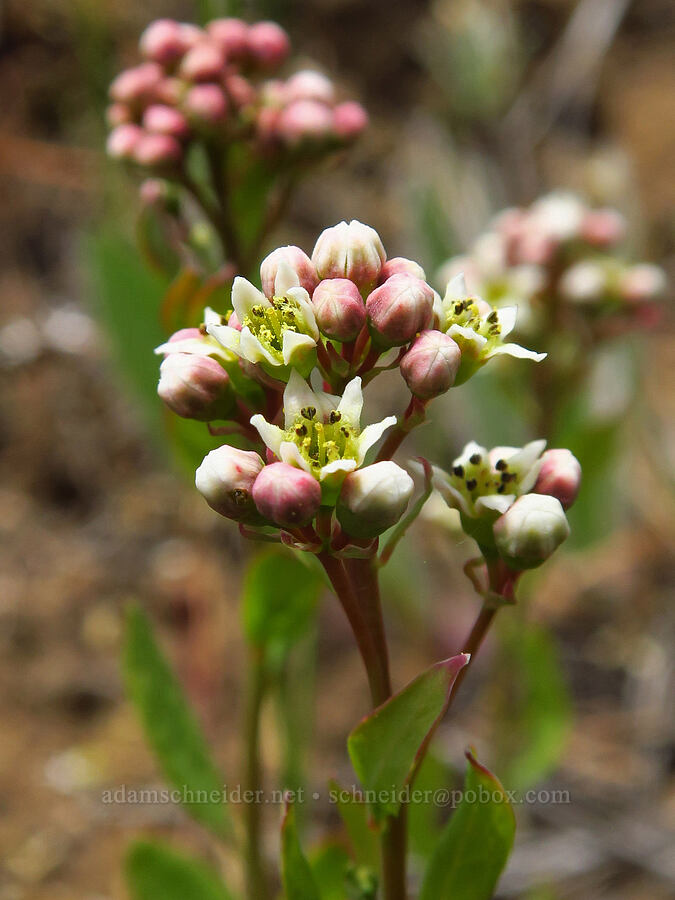 bastard toad-flax (Comandra umbellata) [Tygh Creek Trail, Mt. Hood National Forest, Wasco County, Oregon]