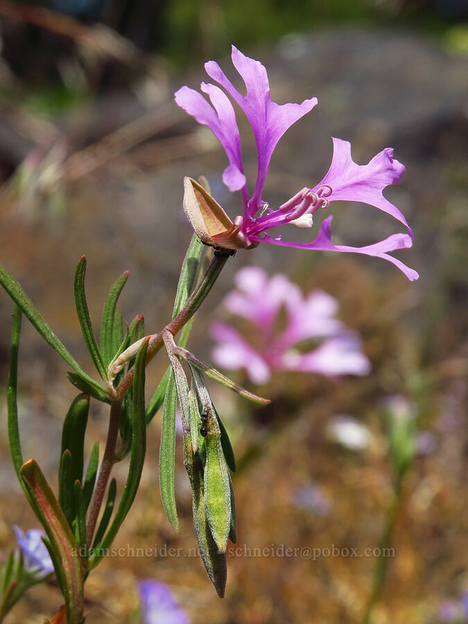 elkhorn clarkia (Clarkia pulchella) [Tygh Creek Trail, Mt. Hood National Forest, Wasco County, Oregon]