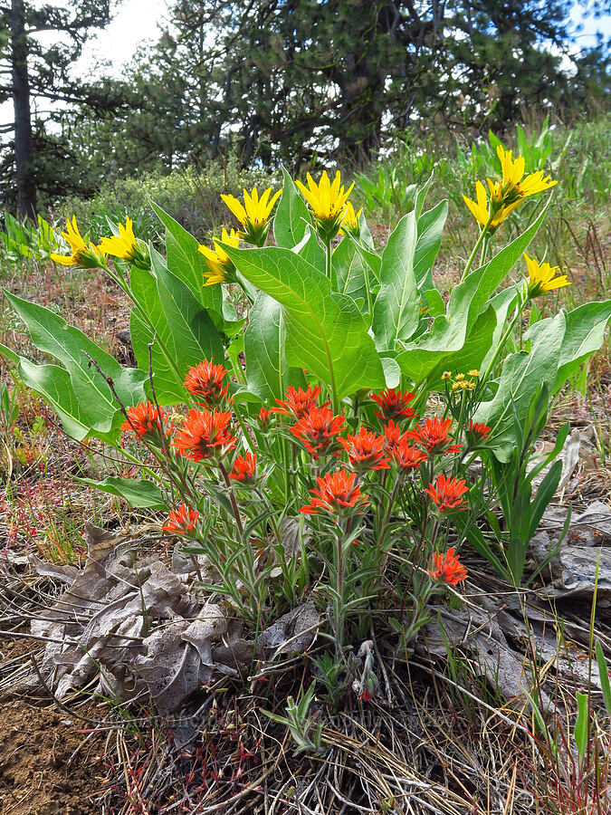 harsh paintbrush & Carey's balsamroot (Castilleja hispida, Balsamorhiza careyana) [Tygh Creek Trail, Mt. Hood National Forest, Wasco County, Oregon]