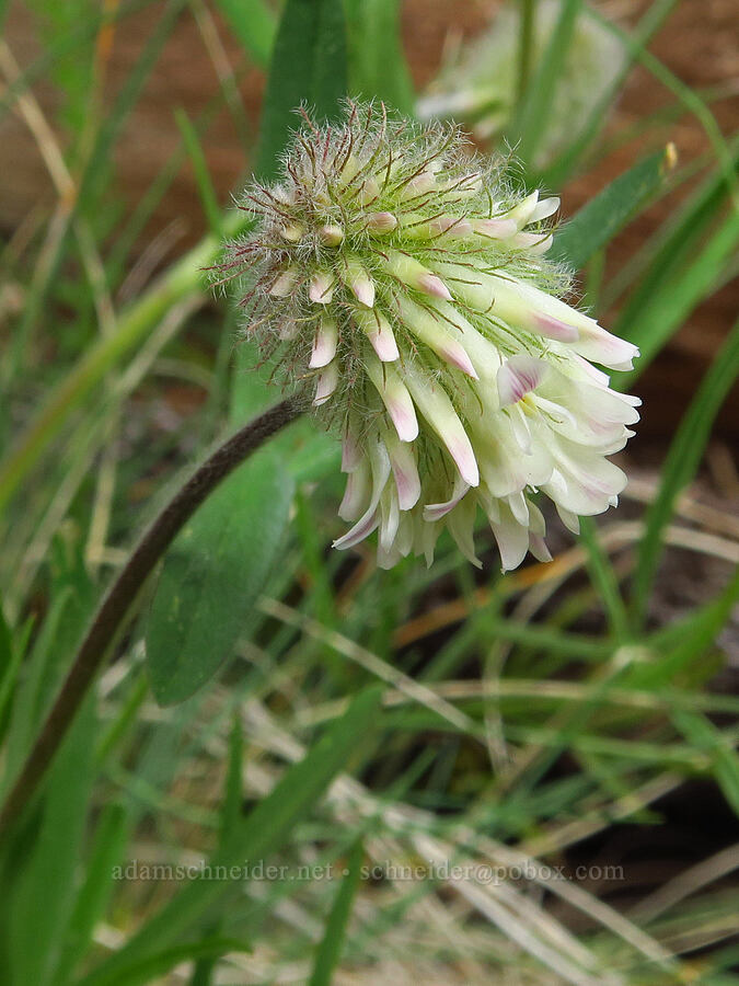 woolly-head clover (Trifolium eriocephalum) [Tygh Creek Trail, Mt. Hood National Forest, Wasco County, Oregon]