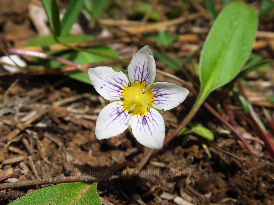 dwarf hesperochiron (Hesperochiron pumilus) [Tygh Creek Trail, Mt. Hood National Forest, Wasco County, Oregon]