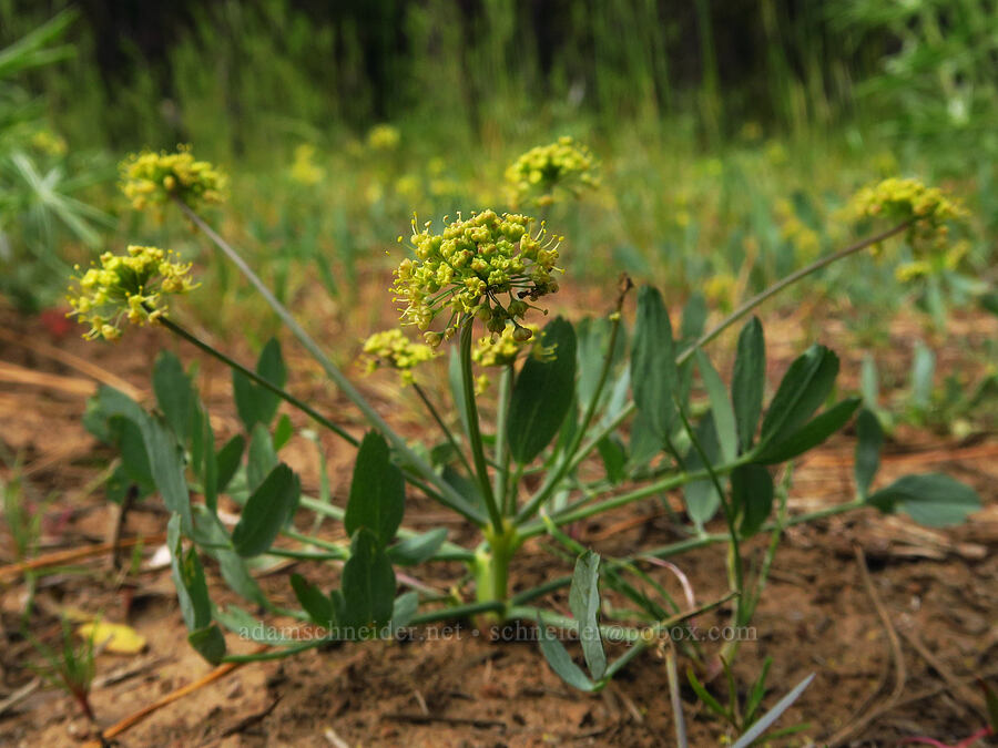 bare-stem desert parsley (Lomatium nudicaule) [Tygh Creek Trail, Mt. Hood National Forest, Wasco County, Oregon]