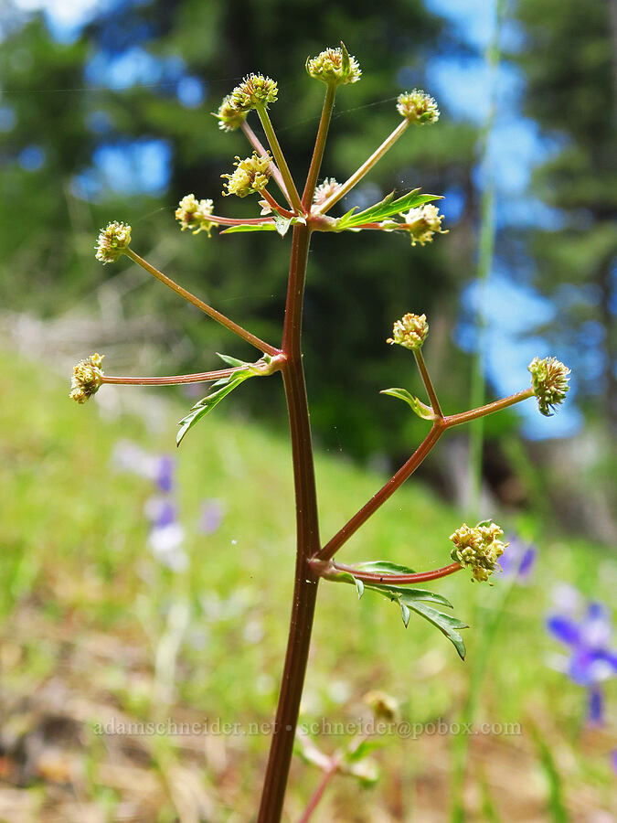 northern sanicle (Sanicula graveolens) [Jordan Butte Trail, Mt. Hood National Forest, Wasco County, Oregon]