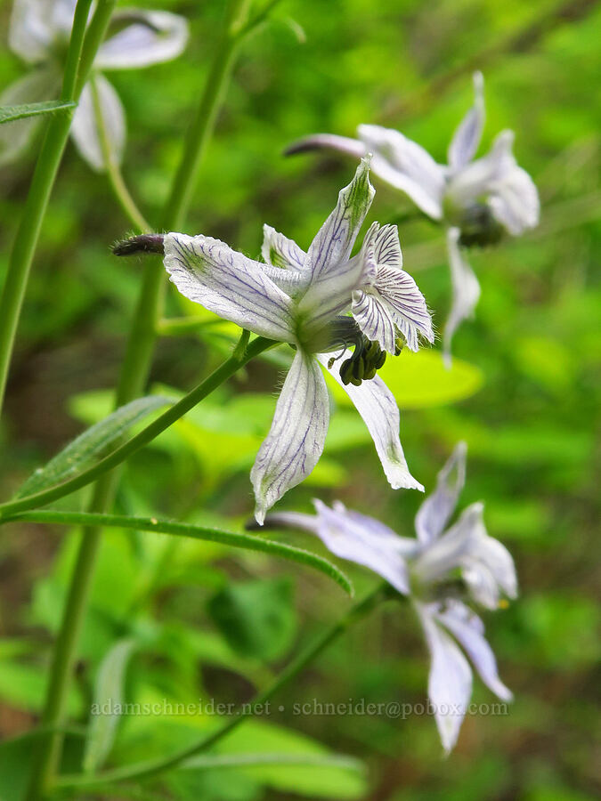 white upland larkspur (Delphinium nuttallianum) [Jordan Butte Trail, Mt. Hood National Forest, Wasco County, Oregon]