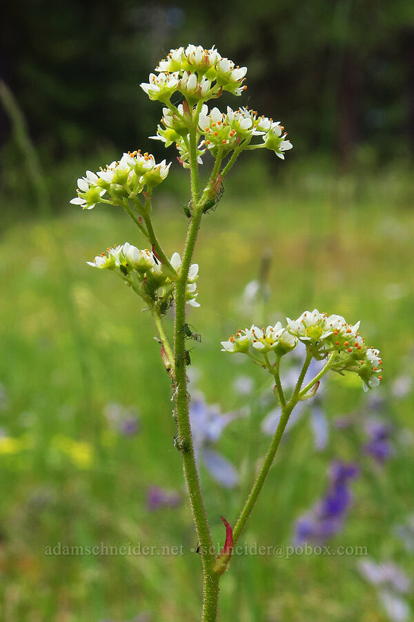 brittle-leaf saxifrage (Micranthes fragosa (Saxifraga integrifolia var. claytoniifolia)) [Jordan Butte Trail, Mt. Hood National Forest, Wasco County, Oregon]