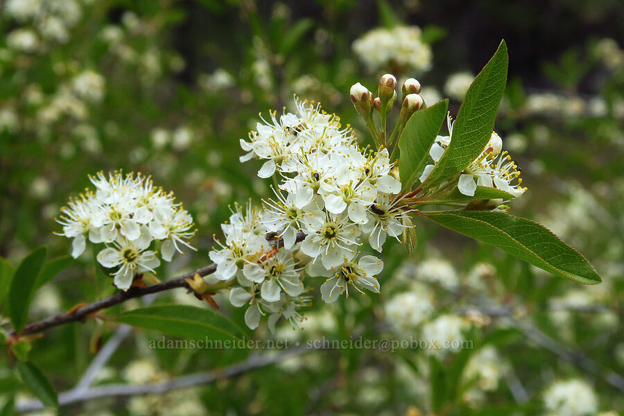 bitter cherry flowers (Prunus emarginata) [Forest Road 2720-160, Mt. Hood National Forest, Wasco County, Oregon]