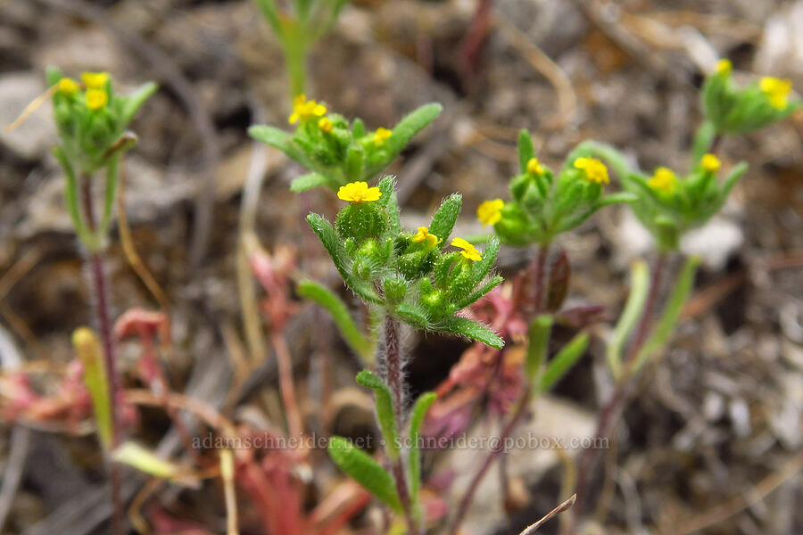 little tarweed (Madia exigua) [Forest Road 2720-160, Mt. Hood National Forest, Wasco County, Oregon]