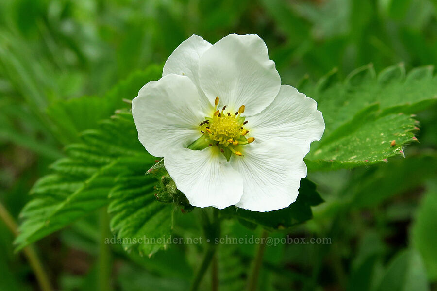 wild strawberry (Fragaria vesca) [Forest Road 2720-160, Mt. Hood National Forest, Wasco County, Oregon]