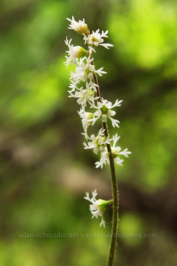 three-parted mitrewort (Ozomelis trifida (Mitella trifida)) [Forest Road 2720-160, Mt. Hood National Forest, Wasco County, Oregon]