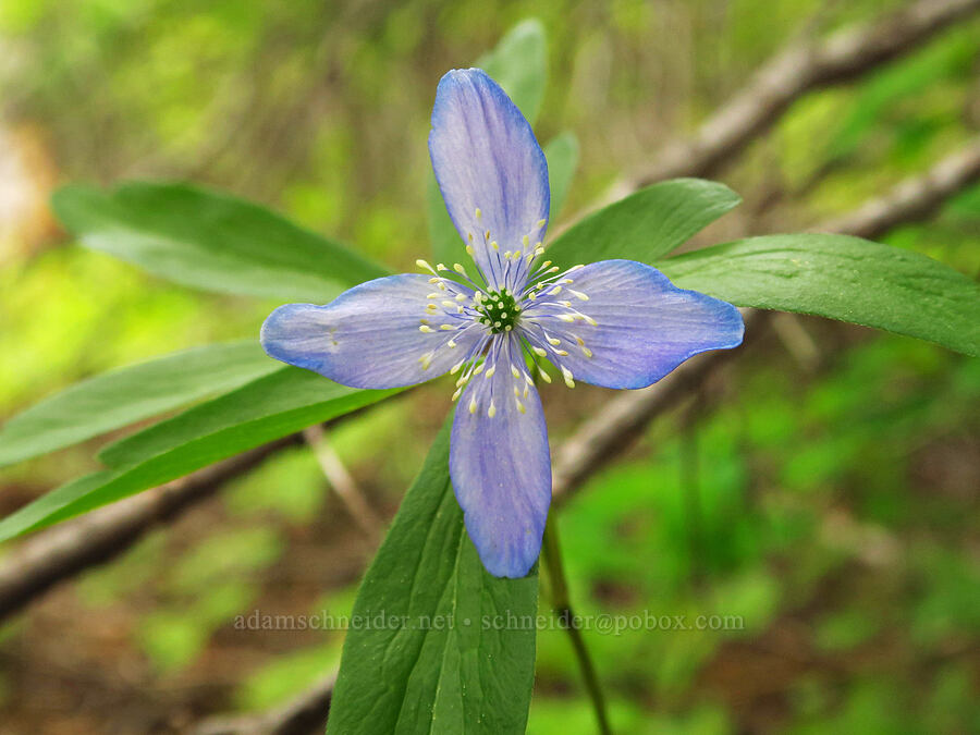 Oregon anemone with 4 petals (Anemone oregana (Anemonoides oregana)) [Forest Road 2720-160, Mt. Hood National Forest, Wasco County, Oregon]