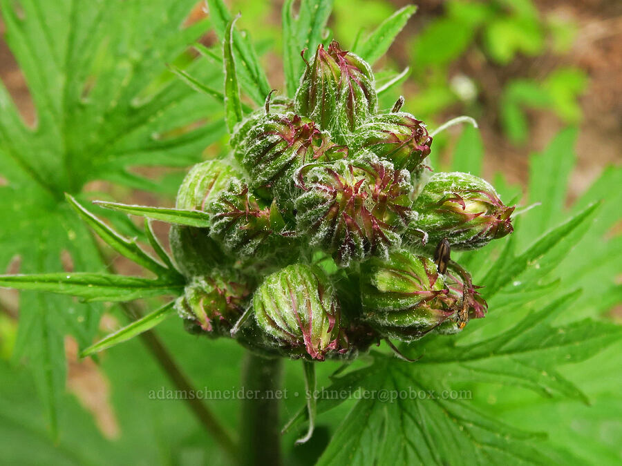 silver-crown luina, budding (Cacaliopsis nardosmia (Cacalia nardosmia)) [Forest Road 2720-160, Mt. Hood National Forest, Wasco County, Oregon]