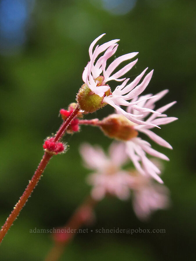 prairie star (Lithophragma glabrum) [Forest Road 2720-160, Mt. Hood National Forest, Wasco County, Oregon]