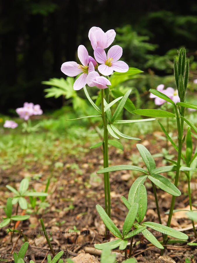 oaks toothwort (Cardamine nuttallii) [Forest Road 2720-160, Mt. Hood National Forest, Wasco County, Oregon]