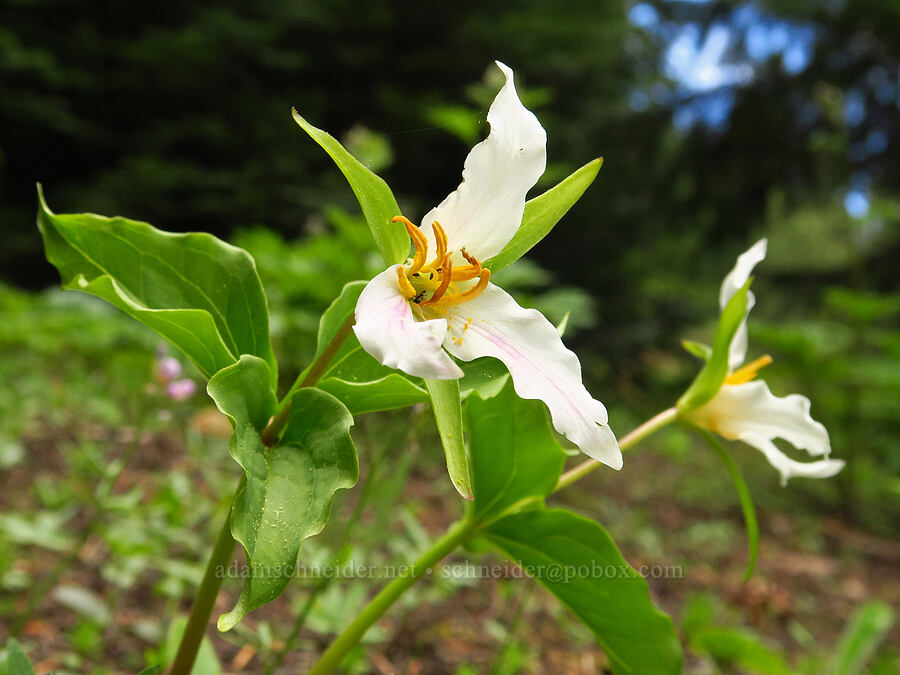 western trillium (Trillium ovatum) [Forest Road 2720-160, Mt. Hood National Forest, Wasco County, Oregon]