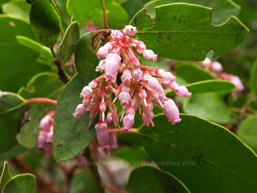 green-leaf manzanita (Arctostaphylos patula) [Forest Road 2720-160, Mt. Hood National Forest, Wasco County, Oregon]