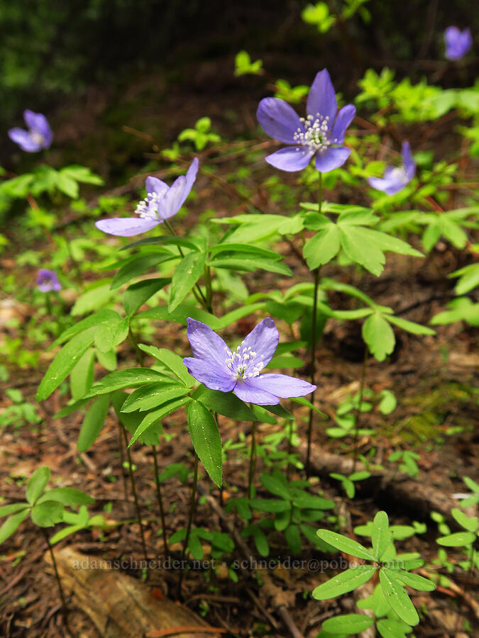 Oregon anemones (Anemone oregana (Anemonoides oregana)) [Jordan Butte, Mt. Hood National Forest, Wasco County, Oregon]