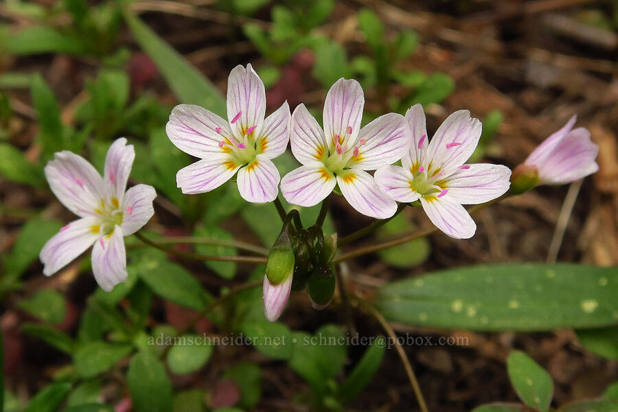 lance-leaf spring-beauty (Claytonia lanceolata) [Jordan Butte, Mt. Hood National Forest, Wasco County, Oregon]