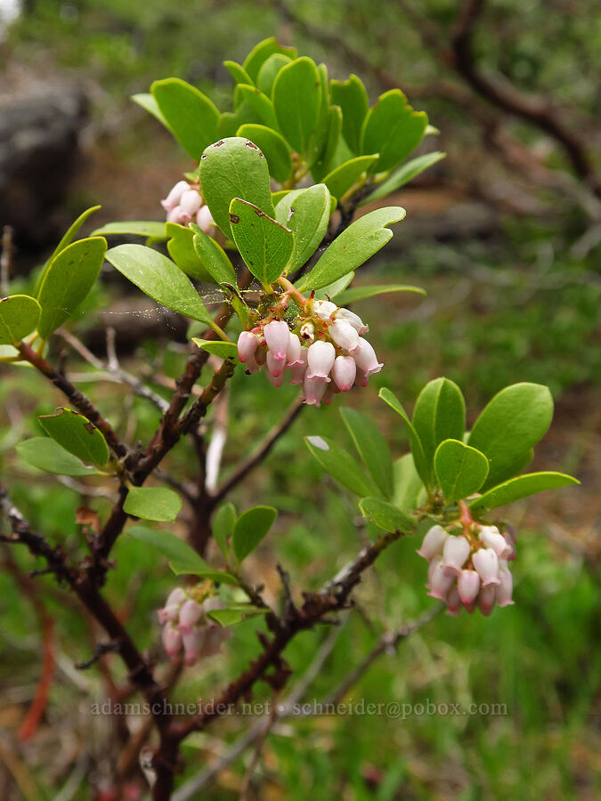 pine-mat manzanita (Arctostaphylos nevadensis) [Jordan Butte, Mt. Hood National Forest, Wasco County, Oregon]