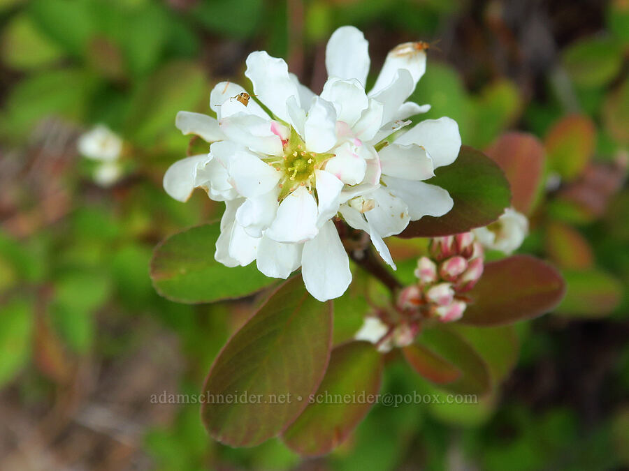 serviceberry (Amelanchier alnifolia) [Jordan Butte, Mt. Hood National Forest, Wasco County, Oregon]