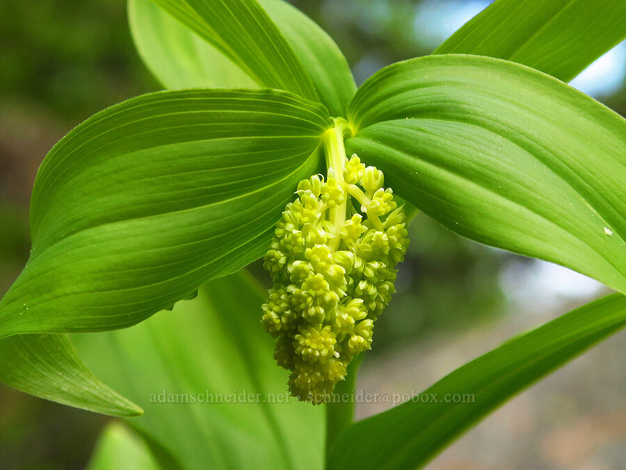 feathery false Solomon's-seal, budding (Maianthemum racemosum ssp. amplexicaule (Smilacina racemosa)) [Jordan Butte, Mt. Hood National Forest, Wasco County, Oregon]