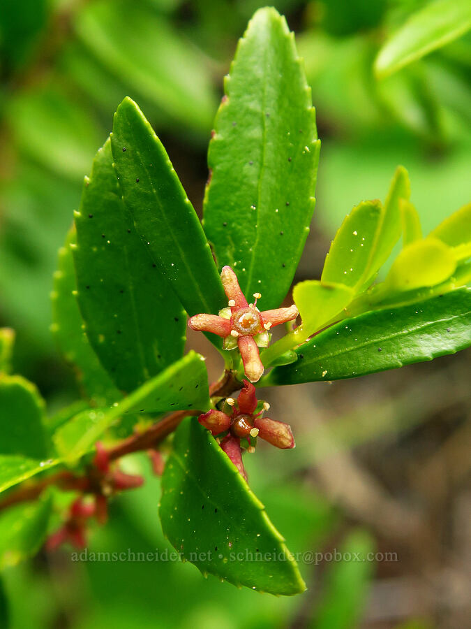 Oregon box-leaf (Paxistima myrsinites) [Jordan Butte, Mt. Hood National Forest, Wasco County, Oregon]