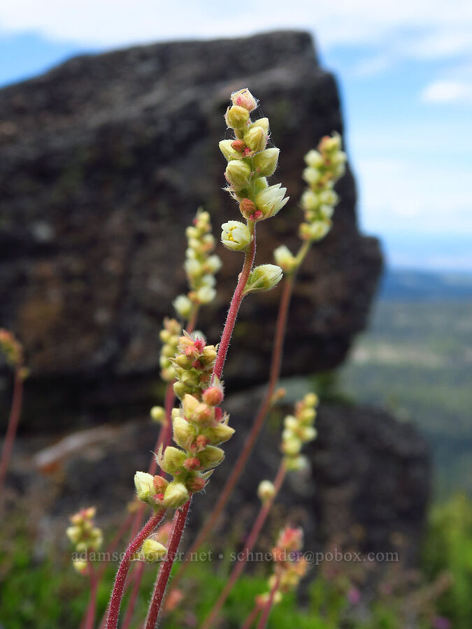 round-leaf alumroot (Heuchera cylindrica) [Jordan Butte, Mt. Hood National Forest, Wasco County, Oregon]