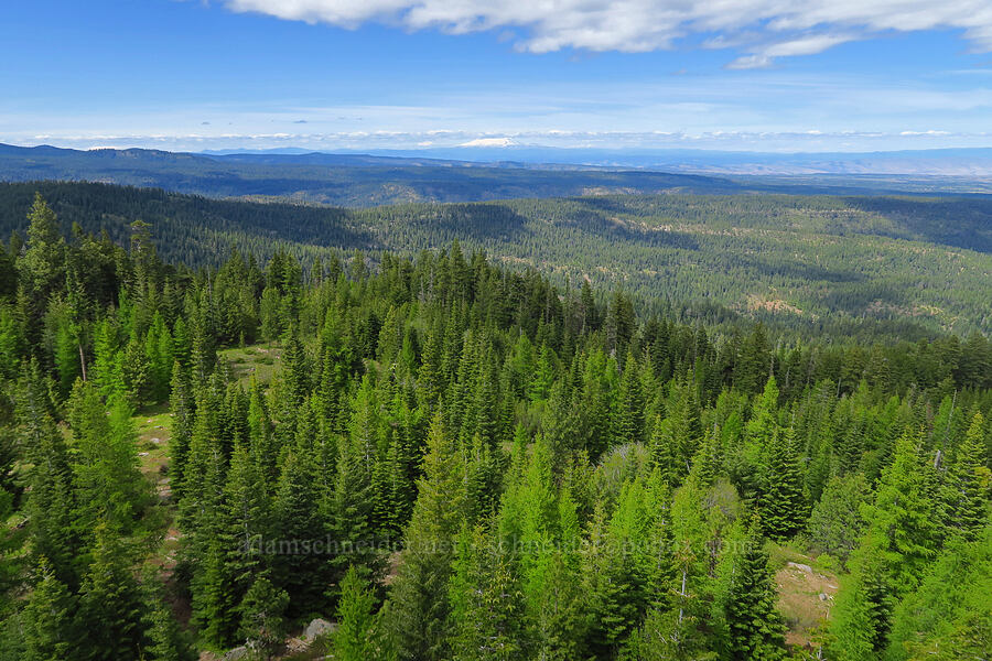 view to the north [Jordan Butte, Mt. Hood National Forest, Wasco County, Oregon]