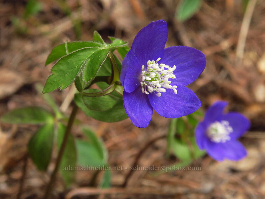 Oregon anemone (Anemone oregana (Anemonoides oregana)) [Jordan Butte, Mt. Hood National Forest, Wasco County, Oregon]