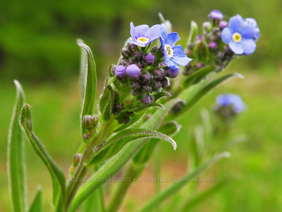 blue stick-seed (Hackelia micrantha (Hackelia jessicae)) [Jordan Butte, Mt. Hood National Forest, Wasco County, Oregon]