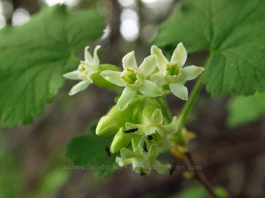 sticky currant (Ribes viscosissimum) [Jordan Butte, Mt. Hood National Forest, Wasco County, Oregon]