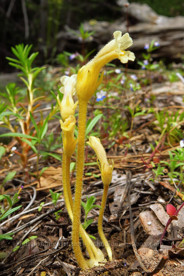 Franciscan (clustered) broomrape (Aphyllon franciscanum (Orobanche fasciculata var. franciscana)) [Tygh Creek Trail, Mt. Hood National Forest, Wasco County, Oregon]