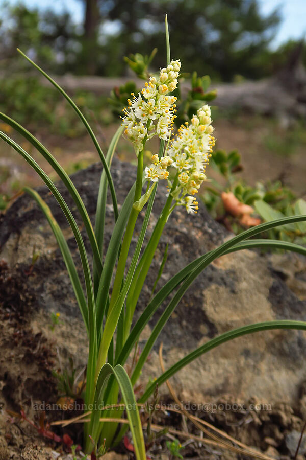 panicled death-camas (Toxicoscordion paniculatum (Zigadenus paniculatus)) [Tygh Creek Trail, Mt. Hood National Forest, Wasco County, Oregon]