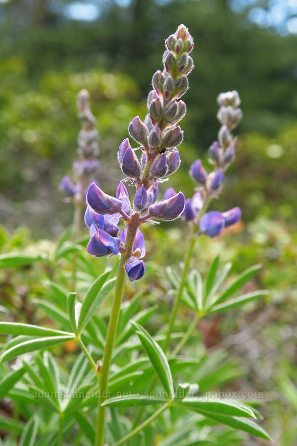 lupine (which?) (Lupinus sp.) [Tygh Creek Trail, Mt. Hood National Forest, Wasco County, Oregon]