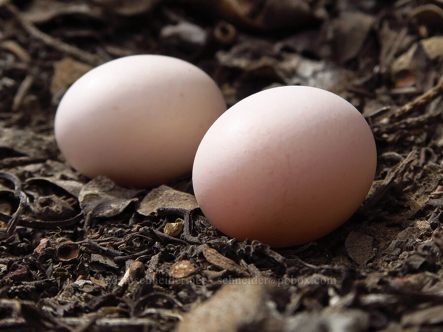 poor-will eggs (Phalaenoptilus nuttallii) [Tygh Creek Trail, Mt. Hood National Forest, Wasco County, Oregon]