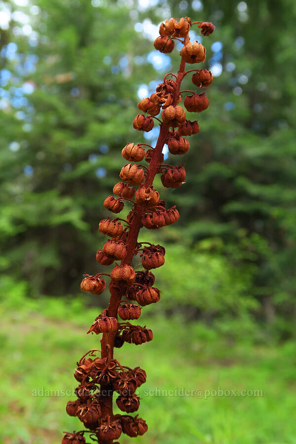 last year's pinedrops (Pterospora andromedea) [Tygh Creek Trail, Mt. Hood National Forest, Wasco County, Oregon]