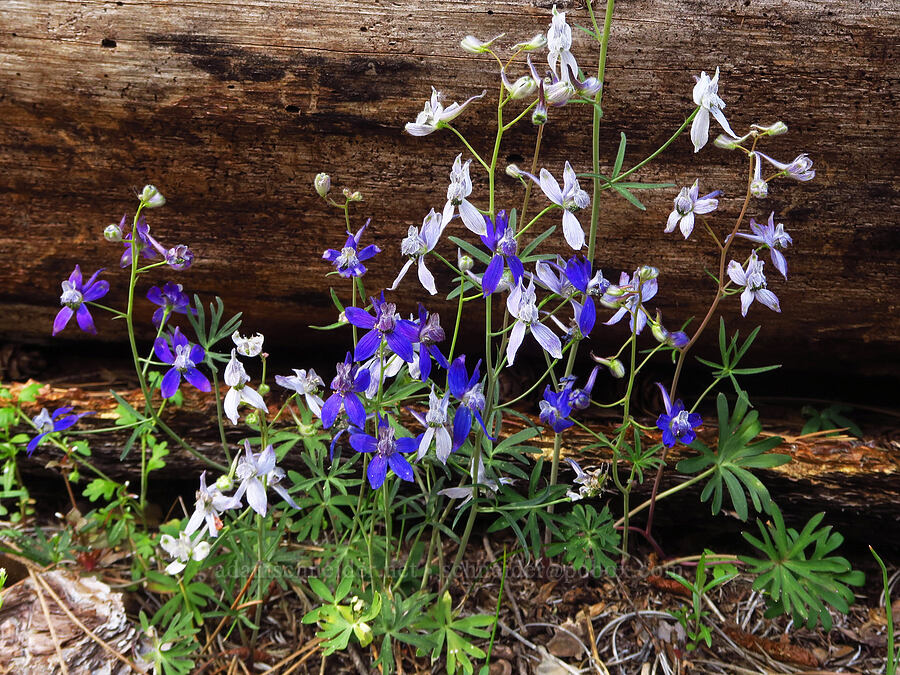 upland larkspur (Delphinium nuttallianum) [Tygh Creek Trail, Mt. Hood National Forest, Wasco County, Oregon]