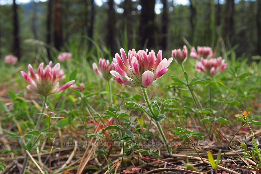 big-head clover (Trifolium macrocephalum) [Tygh Creek Trail, Mt. Hood National Forest, Wasco County, Oregon]