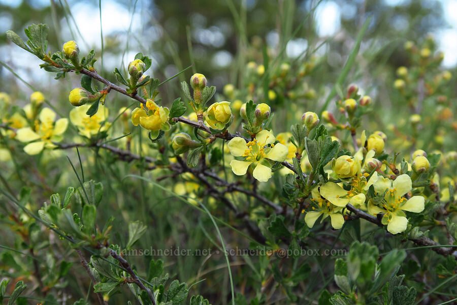 antelope bitter-brush (Purshia tridentata) [Tygh Creek Trail, Mt. Hood National Forest, Wasco County, Oregon]