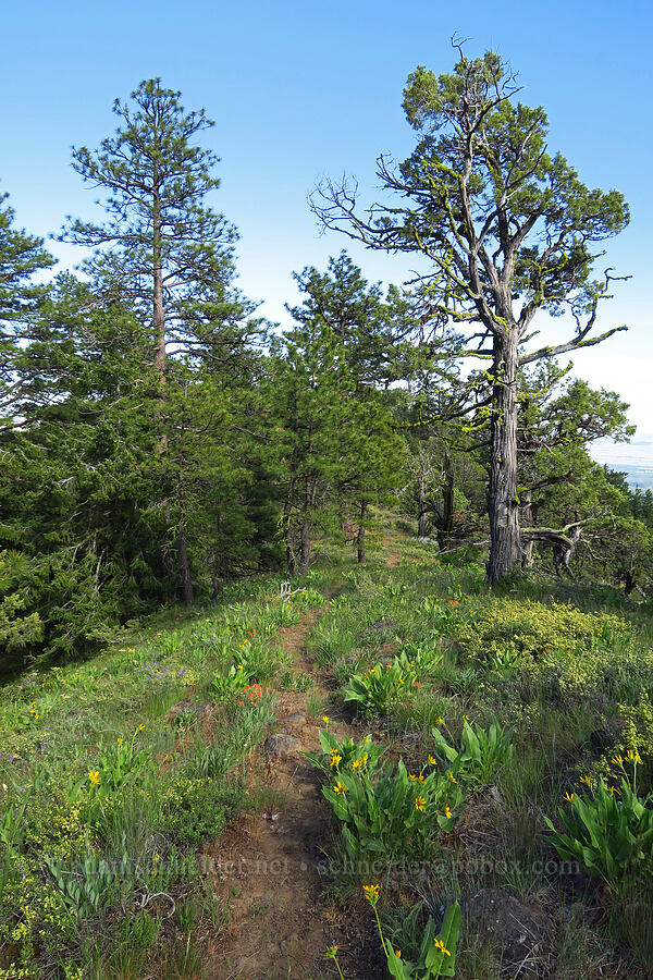 trail through wildflowers [Tygh Creek Trail, Mt. Hood National Forest, Wasco County, Oregon]